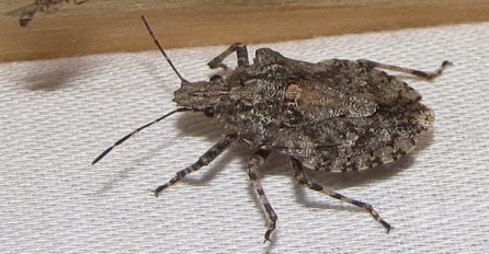 OPREZ: Ako vidite SMRDIBUBU u kući NIPOŠTO JE NE UNIŠTAVAJTE, evo šta to znači!