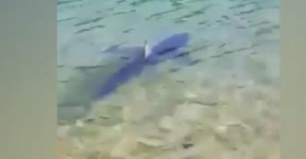 UZBUNA NA JADRANU, MJEŠTANI UZNEMIRENI: Morski pas pliva u plićaku hrvatske plaže, KAMERE SVE SNIMILE!