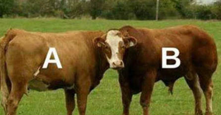 ZBOG OVIH KRAVA GORE DRŠTVENE MREŽE: Šta vi mislite koja gleda u kameru?