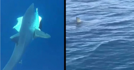 U MAKARSKOJ SNIMLJENA RIJETKA VRSTA AJKULE, NIJE VIĐENA SKORO 50 GODINA:  Zašiljena vilica i peraja, mišićavo tijelo, UPOZORENJE ZA KUPAČE (FOTO)