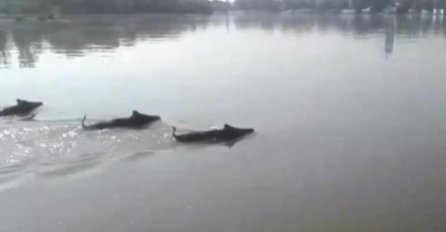POSLIJE DIVLJIH SVINJA SADA RIJEKOM PLUTA NEŠTO JEZIVO: Pogledajte šta se nalazi u VODI! 