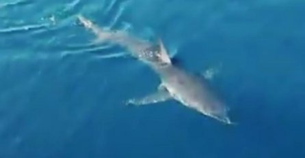 OPREZ KO IDE NA MORE, AJKULA KRUŽI JADRANOM: Evo gdje su je sada ugledali, PRIBLIŽILA SE TURISTIMA! (VIDEO)