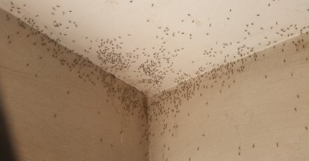 STRAŠNE SCENE! ŽENA U 5 UJUTRO USISAVALA KOMARCE SA PLAFONA: Evo kad kreće zaprašivanje