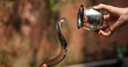 ZMIJE SU POČELE DA IZLAZE, OVO VAM MOŽE SPASITI ŽIVOT: Zmije se boje SAMO OVOGA, stavite ga u dvorište, BJEŽAĆE GLAVOM BEZ OBZIRA!