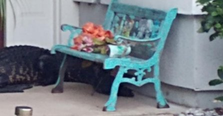 VRATIO SE KUĆI IZ NOĆNE SMJENE, PA ISPRED VRATA ZATEKAO ČUDOVIŠTE OD 2 METRA: Evo šta je prvo uradio kad ga je ugledao