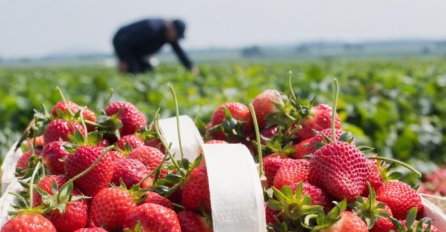 POSLIJE OVOG PAZIT ĆETE SVAKI PUT KADA JEDETE JAGODE: Nešto su jezivo pronašli među ovim voćem (FOTO)