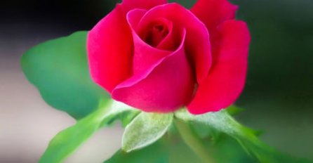 Priča: Djevojčica i ruža