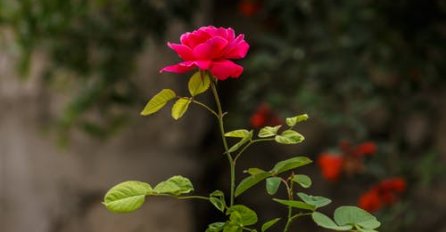 Ovaj cvijet nikako ne poklanjajte ženama za 8. MART: DONOSI SAMO NESREĆU