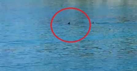 PANIKA NA JADRANU! VIĐEN JOŠ JEDAN MORSKI PAS, PLIVAO DVA METRA OD OBALE: ‘Bio je toliko blizu da smo...’