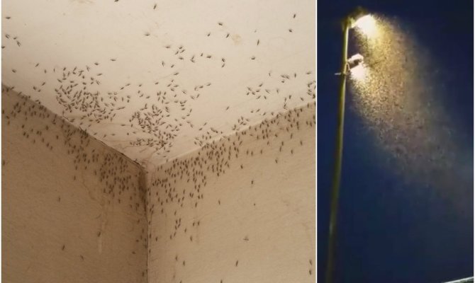 kolaz-komarci