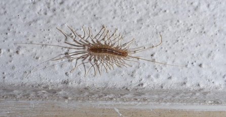 AKO VIDITE DA VAM OVA BUBA GMIŽE PO ZIDOVIMA, NIPOŠTO JE NE UNIŠTAVAJTE: Postoji jako dobar razlog!