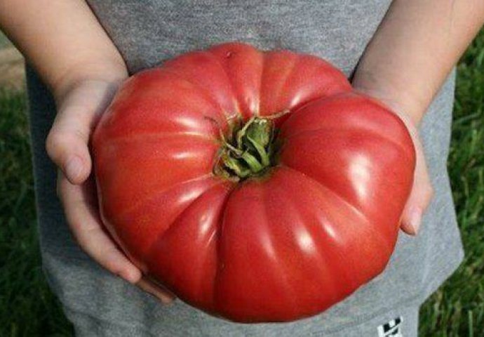 SAMO JE U OVOME TAJNA: Ako ovo uradite onda će paradajz  u vašoj bašti rasti kao LUD! 