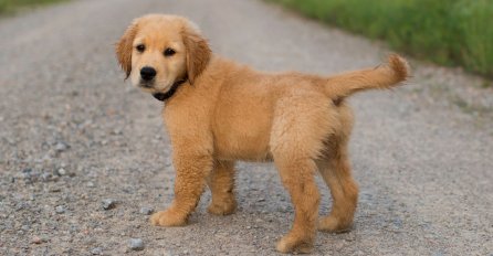 'Prije desetak godina sam uzeo štene..'