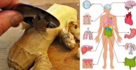 UZIMAJTE ĐUMBIR SVAKI DAN: Evo šta će se desiti vašem organizmu, NEĆETE POŽALITI!