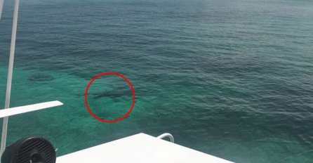 MORSKI PSI RASTRGALI STUDENTICU PRED OČIMA UŽASNUTIH RODITELJA: Skakali su u more da je spase, ali UGRIZI su bili fatalni