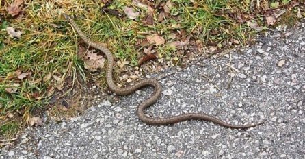 OVO VAM MOŽE SPASITI ŽIVOT: Zmije se boje SAMO OVOGA, stavite ga u dvorište, BJEŽAĆE GLAVOM BEZ OBZIRA!