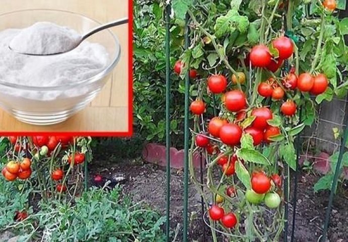 Posuo je oko paradajza sodu bikarbonu: Kad saznate ZAŠTO, uradit ćete isto!