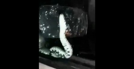 HOROR U BiH, PREPLAŠENI POZIVAJU LJUDE NA OPREZ: Zmija im pokušala ući u auto u vožnji (VIDEO)