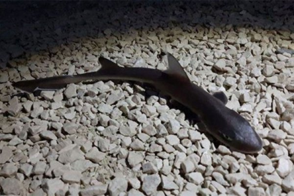 20190705164600-546811