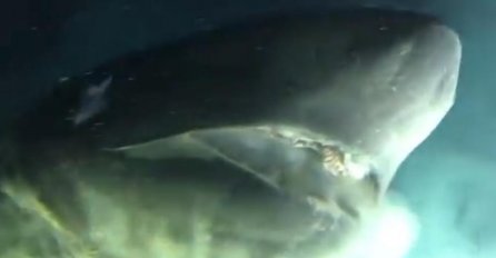 BILI SU NA 528 METARA DUBINE, A ONDA JE NEMAN ISKOČILA SA DNA: Otvorila je ogromna usta, pa je uslijedilo nešto JEZIVO! (VIDEO)