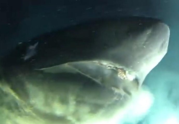 BILI SU NA 528 METARA DUBINE, A ONDA JE NEMAN ISKOČILA SA DNA: Otvorila je ogromna usta, pa je uslijedilo nešto JEZIVO! (VIDEO)