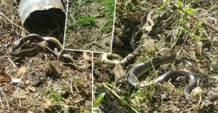 300 ZMIJA MU SE NASTANILO U PORODIČNOJ KUĆI, A ONDA JE SAZNAO RAZLOG: Samo jedna stvar u dvorištu mu je napravila PAKAO od života, imate li vi ovo? (FOTO)