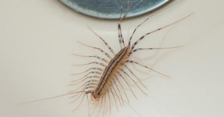 AKO UGLEDATE OVU STONOGU NA ZIDU, NI SLUČAJNO JE NE DIRAJTE: Pročitajte ovo upozorenje dok nije kasno!