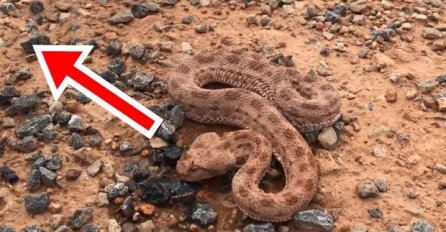 OVA ZMIJA OTROVNICA JE TOLIKO DEHIDRIRALA, DA JE BILA NA IVICI SNAGE: Čovjek joj je prišao blizu i dao vodu iz flaše, POGLEDAJTE NJENU REAKCIJU (VIDEO)