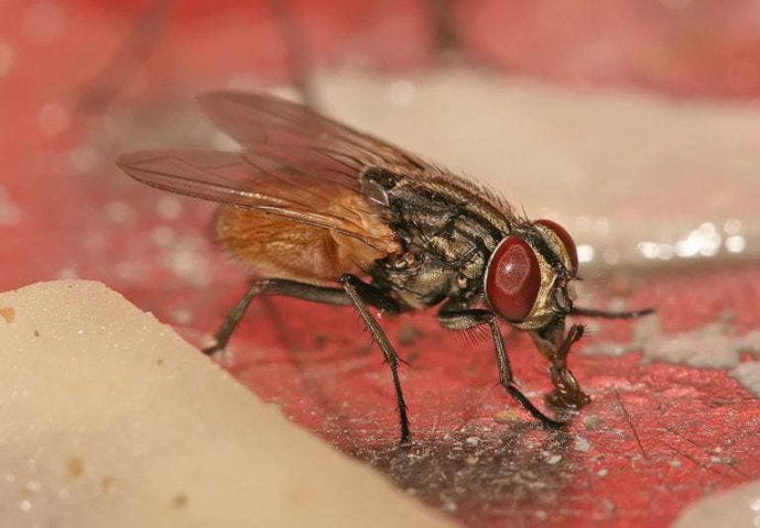 TRIK KOJI PROVJERENO PALI: Ako ovo znate, više nikada nećete vidjeti muhe u svom domu! (VIDEO)