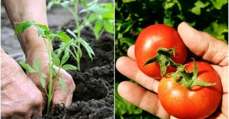 Posuo je sodu bikarbonu oko paradajza: Evo zašto biste i vi to trebali uraditi VEĆ DANAS!