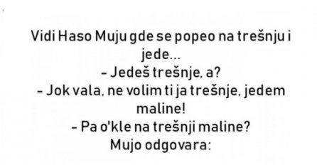 VIC : Mujo na trešnji 