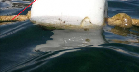 "ČUDOVIŠTE" NA BOVI NA JADRANU PRESTRAVIO TURISTE: "Ja u more više ne ulazim", SVI POBJEGLI IZ VODE (FOTO)