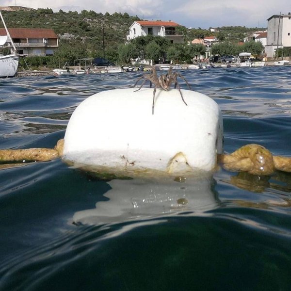 66832478-883690865320309-8252749053327048704-n