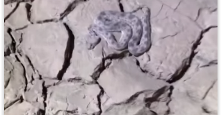 NAIŠAO JE NA OTROVNICU KOJA JE SKUPLJENA UMIRALA NA ZEMLJI NA OVOJ VRUĆINI: Ono što je uradio gledaćete u jednom dahu (VIDEO)