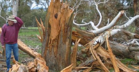 ČUDO U SRBIJI, GROM UDARIO U STARI HRAST: Ono što je ovaj domaćin pronašao u njemu PROMIJENILO MU JE ŽIVOT!