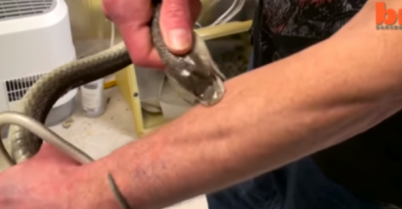 PUSTIO JE DA GA UGRIZU DVIJE NAJOTROVNIJE ZMIJE NA SVIJETU: Nećete vjerovati kad vidite ŠTA MU SE DESILO SA RUKAMA!