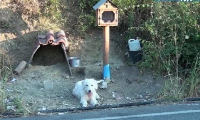 pas-ceka-vlasnika-696x419