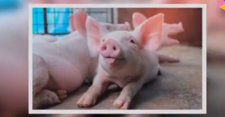 POTVRĐENO! FRANKENŠTAJN DOLAZI IZ JAPANA: Naučnik dobio podršku vlade za stvaranje životinjskih embriona sa ljudskim ćelijama (VIDEO)