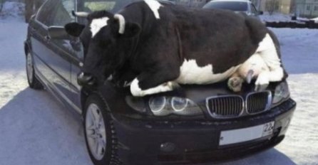 AKO MISLITE DA JE OVO PRAVA SLIKA, GRDNO SE VARATE: Ovo je fotošop, kad vidite broj 3 sve će vam bit jasno! 