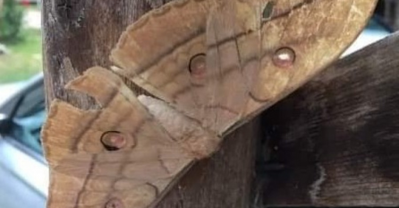 LJUDI BJEŽALI U ZAKLON: Ovaj BH gradić opkolili DŽINOVSKI LEPTIRI!