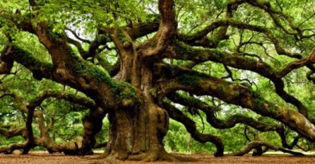 PRONAĐITE SVOJ DATUM I OTKRIJTE SUDBINU: Otkrijte šta ste u staroslovenskom horoskopu, da li ste lipa, trešnja...