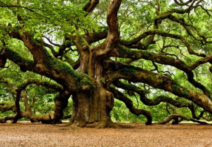 PRONAĐITE SVOJ DATUM I OTKRIJTE SUDBINU: Otkrijte šta ste u staroslovenskom horoskopu, da li ste lipa, trešnja...
