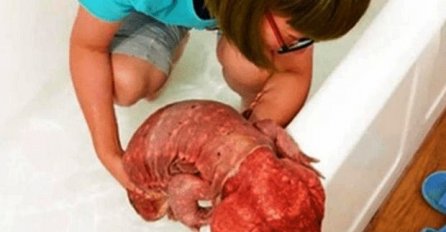 DONIJELI SU KUĆI STVORENJE VELIČINE PSA: Nisu ni slutili u šta će se pretvoriti, CIJELI SVIJET GLEDA NJEGOVE SLIKE! (FOTO)