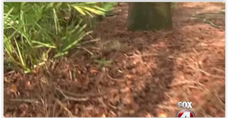 NE DIRAJTE GOLIM RUKAMA: Ako vidite ovo u svom stanu , odmah zovite pomoć, NAPADA MOZAK I KIČMENU MOŽDINU!