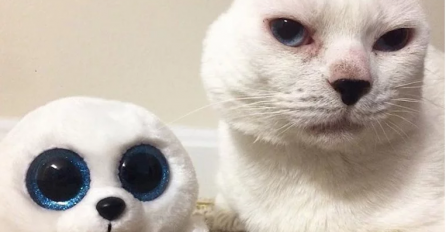 DA SRCE PREPUKNE: Ostao je bez ušiju zbog bolesti, a vlasnica mu je pronašla savršenu igračku