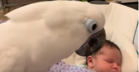 NAJSLAĐA REAKCIJA NA SVIJETU: Papiga se prvi put susrela s bebom pa napravila nešto preslatko