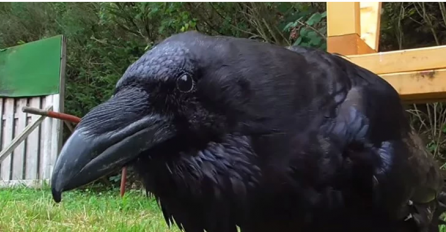 NASMIJALI REGION: Kada je čuo što mu je gavran rekao, ostao je bez teksta! 