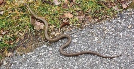 OVO VAM MOŽE SPASITI ŽIVOT: Zmije se boje SAMO OVOGA, stavite ga u dvorište, BJEŽAĆE GLAVOM BEZ OBZIRA!
