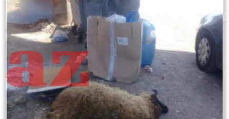 Kakvi su ovo ljudi: Mrtav kurban ostavio pored kontejnera i to u neposrednoj blizini džamije