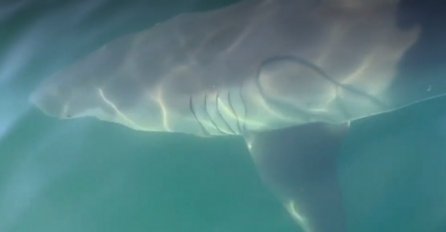 Nikada neće zaboraviti ovu plovidbu: Odjednom se pokazalo peraje i bila je ogromna